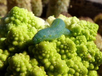 Worm plague vegetable photo