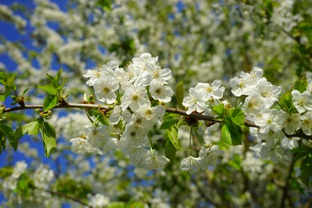 Cherry tree white branch photo