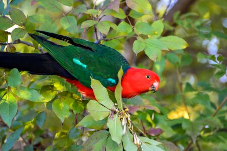 Tropical australia bird photo