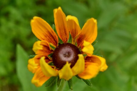 Beautiful Flowers blur summer time photo