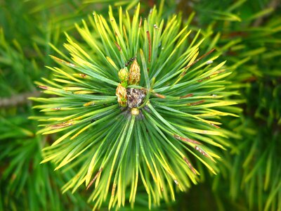 Green pointed tree