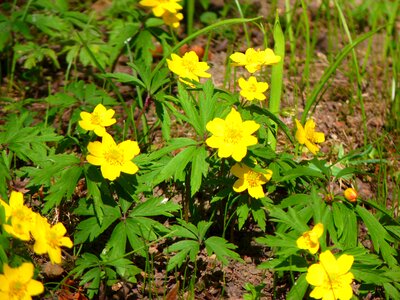 Ranunculaceae wood anemone anemone