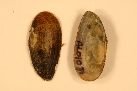 Medionidus acutissimus-6