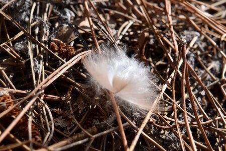 Dry feather grass
