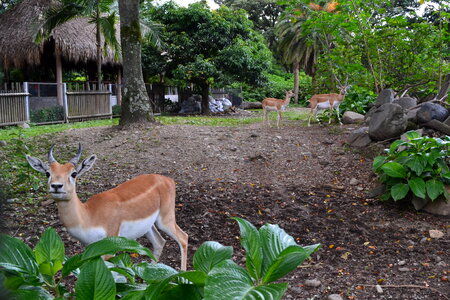 A family of deer