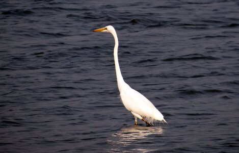 Great white heron great white egret bird