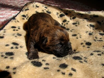 Cairn terriers dog puppy