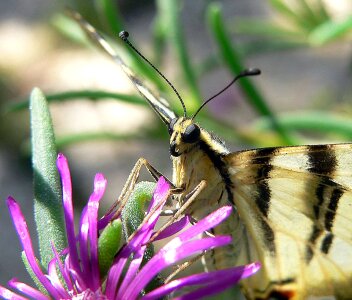 Wing flying flower photo