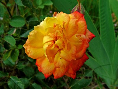 Beautiful beautiful flowers biology