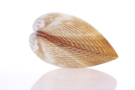 Seashell photo