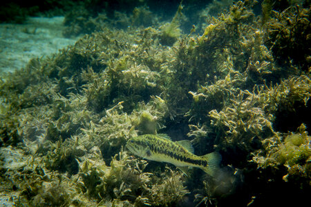 Largemouth bass in vegetation photo