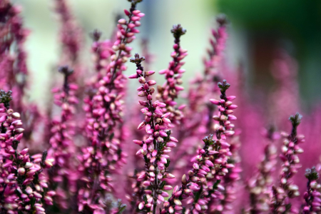 Beautiful Flowers blooming blossom