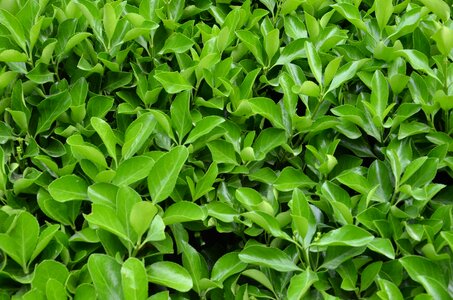 Leaves plant close up