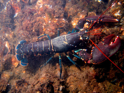 European Lobster - Homarus gammarus photo