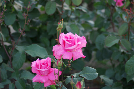 15 Rose photo