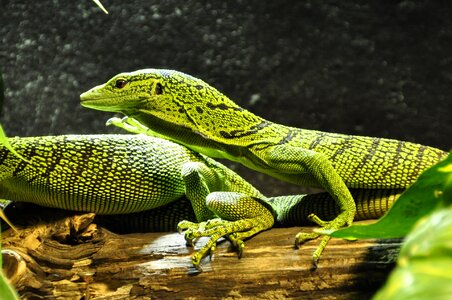 Lizard reptile green photo
