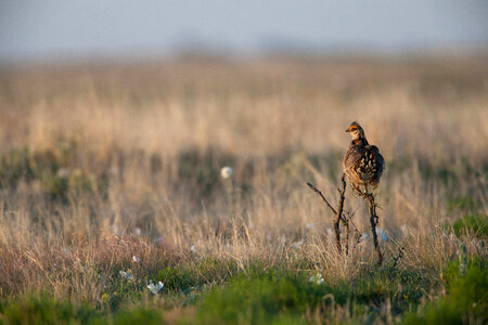 Lesser Prairie-Chicken-17