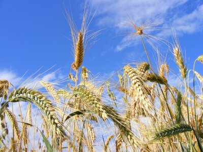 Agriculture Bread Cereals photo