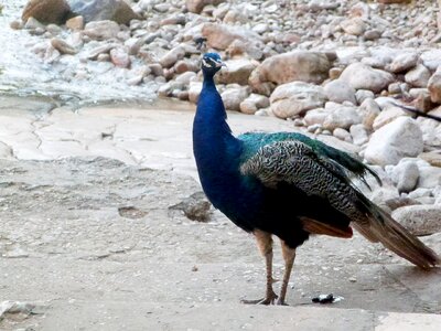 Blue green feather