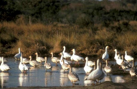 Flock geese lake photo