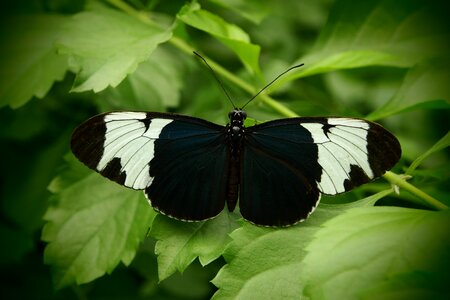 Open wings black and white nature