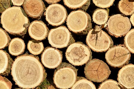 Hardwood light brown texture photo