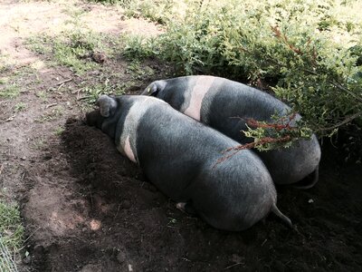 Saddleback farmyard swine photo