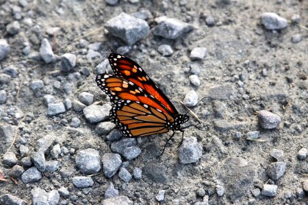 Monarch insect danainae photo