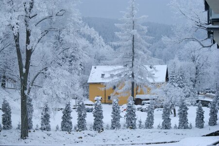 Winter colours trees