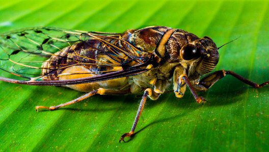 New insect whopper close up photo