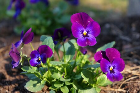 Sweden summer pansy