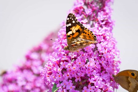 Animal arthropod beautiful