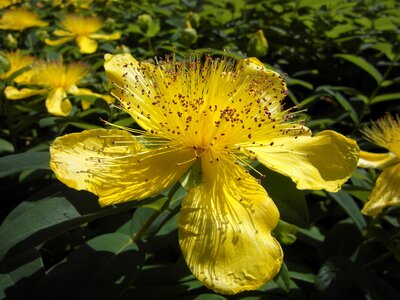 Bloom yellow yellow flower