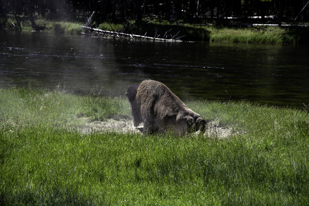 Bison rolling around in dirt