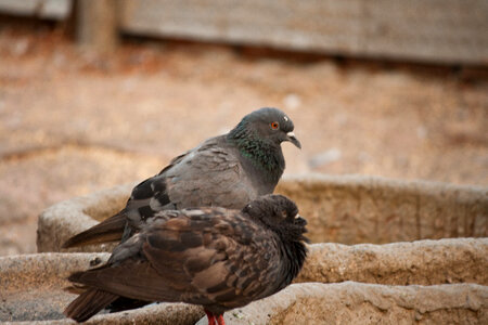 Two Pigeons photo