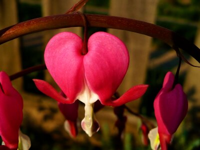 Heart love flower
