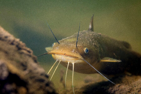 Yellow bullhead catfish-1