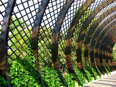 Gazebo grille ivy