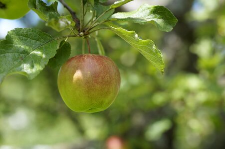 Fruit green apple tree photo