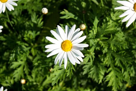 White garden grass photo