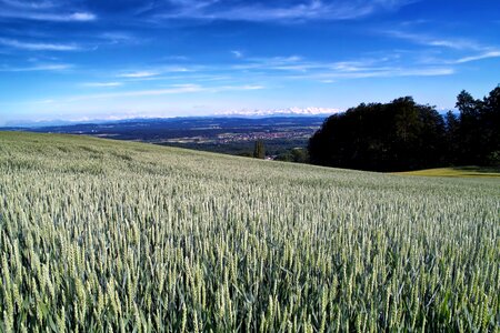 Wheat grain farm