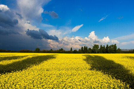 Yellow flower fields in Ukraine photo