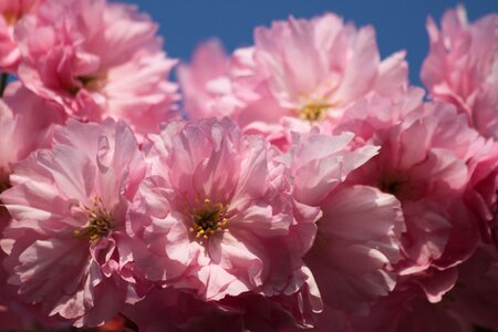 Macro garden flowers photo