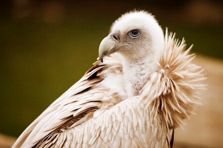 Feather feathers scavenger photo