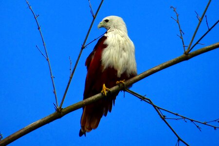 Fauna bird of prey raptor