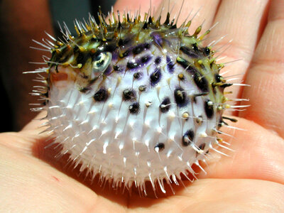 Spiny Pufferfish - Diodon holocanthus photo