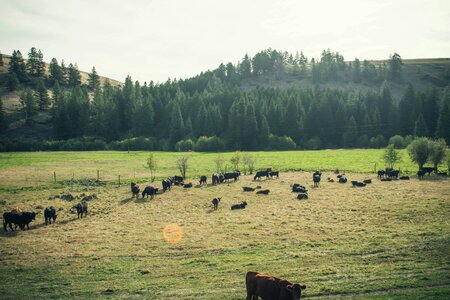 Agriculture animal bison photo