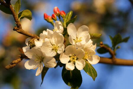 White Flowers photo