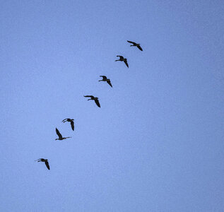 Geese flying in a row photo