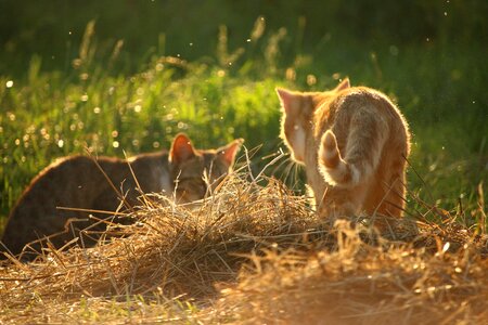 Animal cat claw photo